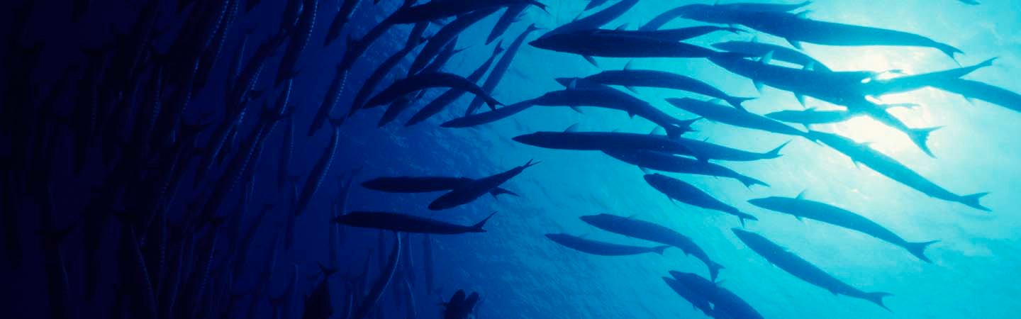 LaRochePosay-Anthelios-Marine-Life-Banner-Without-Text-Landing-Page