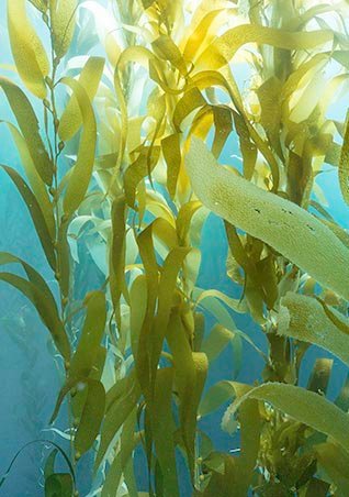 https://www.laroche-posay.be/-/media/project/loreal/brand-sites/lrp/emea/be/simple-page/landing-page/marine-life/anthelios-marine-life-landing-page/larocheposay-anthelios-marine-life-landing-page-fresh-water.ashx