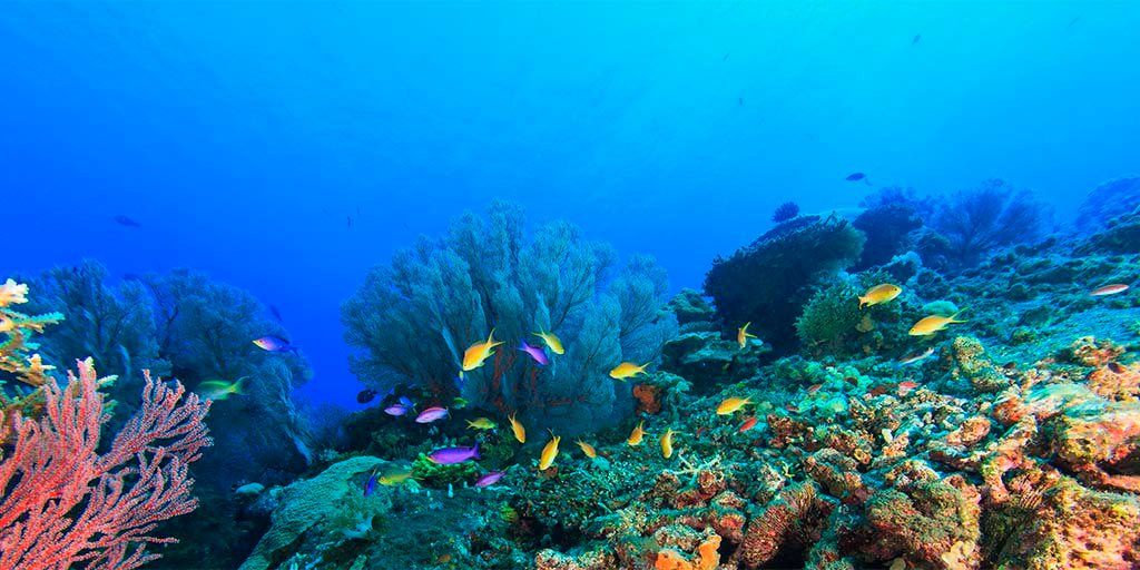LaRochePosay-Anthelios-MarineLife-LandingPage